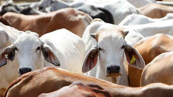 जमीनी हकीकत जानने के लिए सही आंकड़े जरूरी