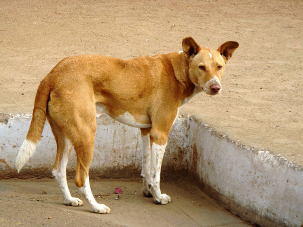 शेल्टर होम नहीं होने से दिक्कतें