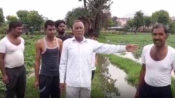 Farmer Ashok Gehlots Crops Damage Due to Heavy Rain Farmer Ashok Gehlots Crops Damage Due to Heavy Rain