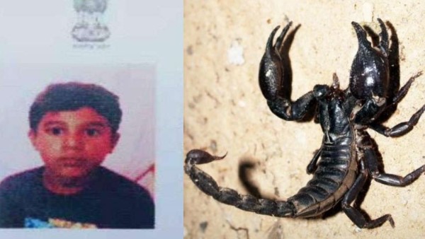 boy studying at government school in Uttar Pradeshs Jhansi died after getting stung by scorpion boy studying at government school in Uttar Pradeshs Jhansi died after getting stung by scorpion