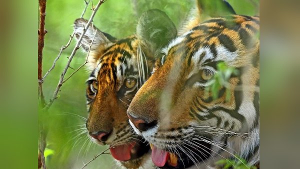 Madhya Pradesh again got the status of First Tiger State, know why? Madhya Pradesh again got the status of First Tiger State, know why?