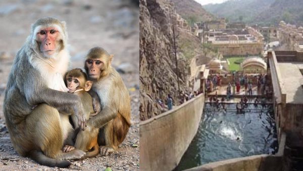 Monkey gave birth to twins Baby at Galta ji Jaipur Monkey gave birth to twins Baby at Galta ji Jaipur