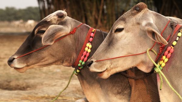 गलती से गाय के बछड़े को टक्कर मार दी थी