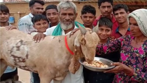 Male Goat eat Cashew Almond in kakrali village alwar Male Goat eat Cashew Almond in kakrali village alwar
