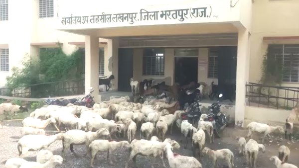 Goats and sheep entered in Sub tehsil office lakhanpur Bharatpur Goats and sheep entered in Sub tehsil office lakhanpur Bharatpur