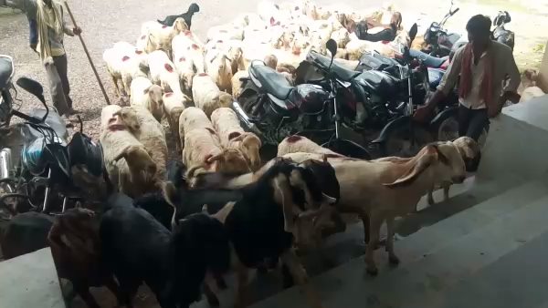 Goats and sheep entered in Sub tehsil office lakhanpur Bharatpur Goats and sheep entered in Sub tehsil office lakhanpur Bharatpur