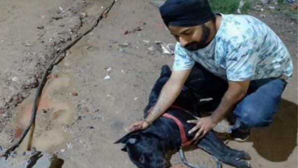 कुत्ते ने जान देकर बचाई मालिक की जान