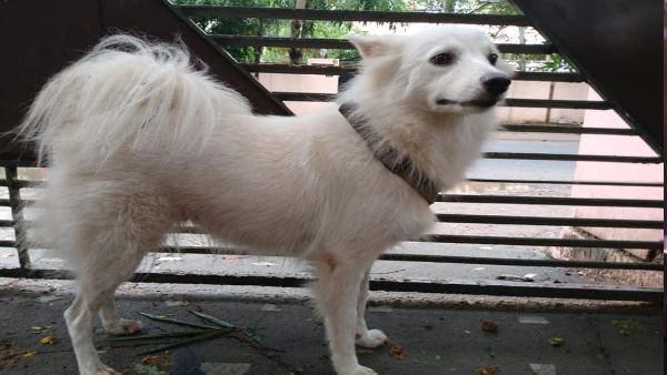 thiruvananthapuram man abandons his dog for illegal affair with neighbour dog thiruvananthapuram man abandons his dog for illegal affair with neighbour dog