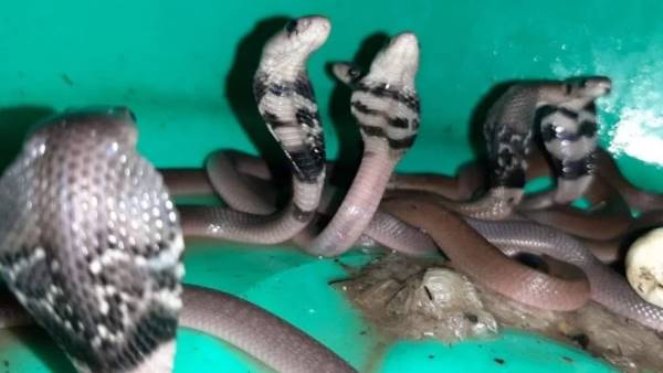 15 cobra snakes Came out from a shop in Dehradun 15 cobra snakes Came out from a shop in Dehradun