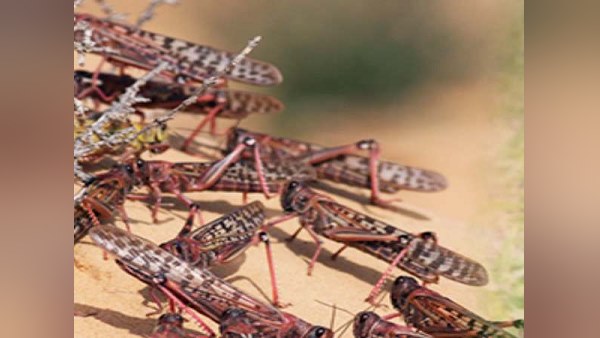35 हजार लोगों जितना भोजन चट कर सकता है टिड्डी दल
