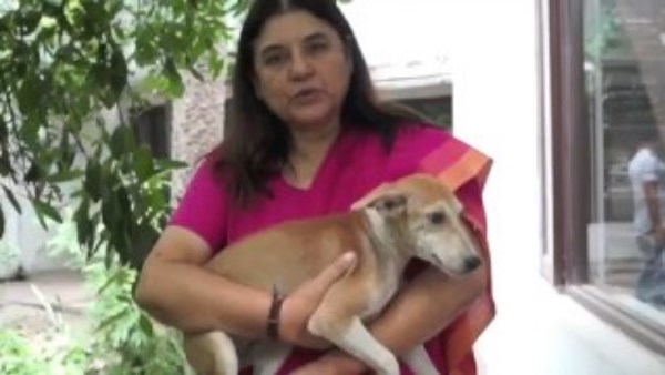 मेनका गांधी बोलीं- 'विकास शर्मा तुम झोलाछाप डॉक्टर हो...'