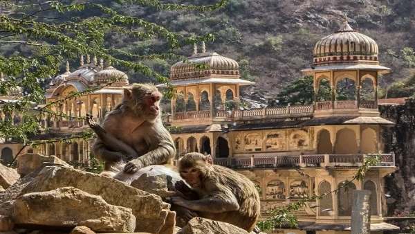 Monkey gave birth to twins Baby at Galta ji Jaipur Monkey gave birth to twins Baby at Galta ji Jaipur