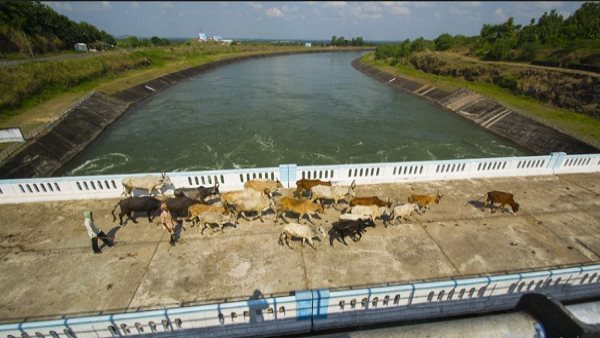 दो साल में 207 बार टूटीं नर्मदा प्रोजेक्ट की नहरें