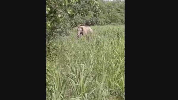 हाथियों को पकड़ने के लिए लगाई गई टीमें