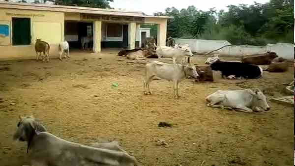 stray animals living in the primary school stray animals living in the primary school
