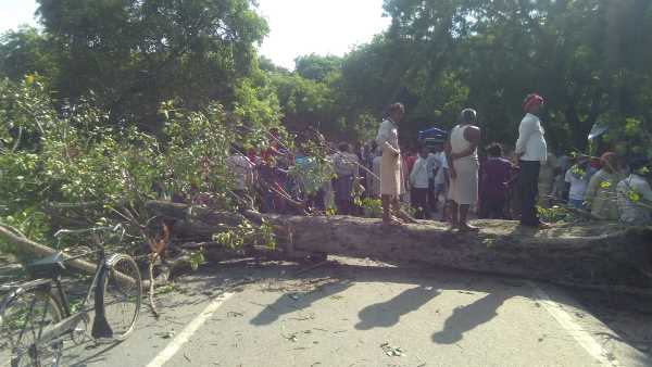 पुरान पीपल का पेड़ गिर गया
