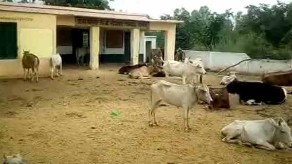 stray animals living in the primary school stray animals living in the primary school
