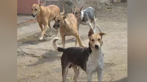 Old-woman killed by dogs at Shahjahanpur medical college Old-woman killed by dogs at Shahjahanpur medical college