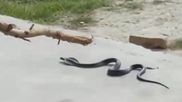 students shocked after found snake in school classroom students shocked after found snake in school classroom