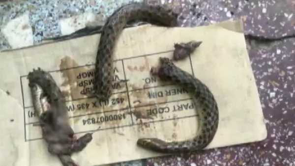 poisonous snake died after drunk man bites him into pieces poisonous snake died after drunk man bites him into pieces