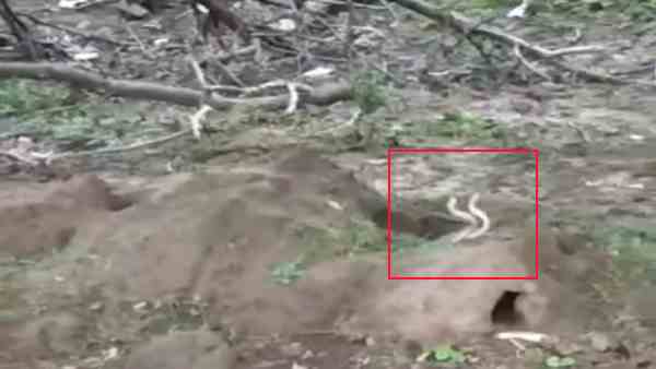 viral video of the two snakes furious fight viral video of the two snakes furious fight