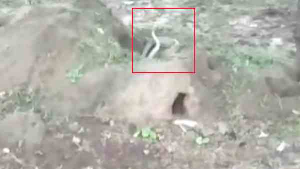 viral video of the two snakes furious fight viral video of the two snakes furious fight