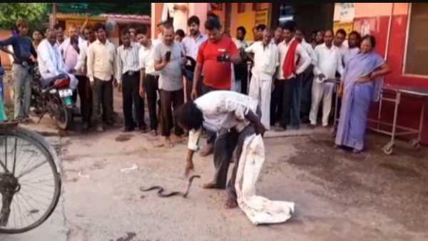 snake catcher bitten by poisonous snake snake catcher bitten by poisonous snake