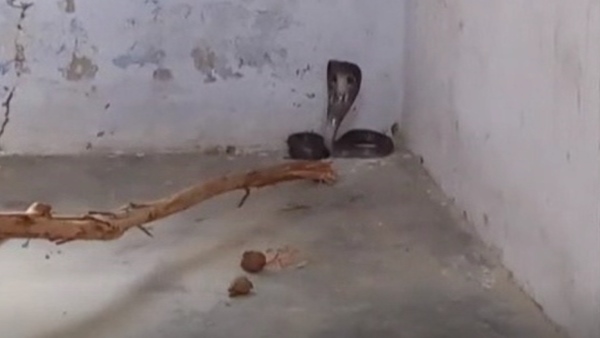 students shocked after found snake in school classroom students shocked after found snake in school classroom