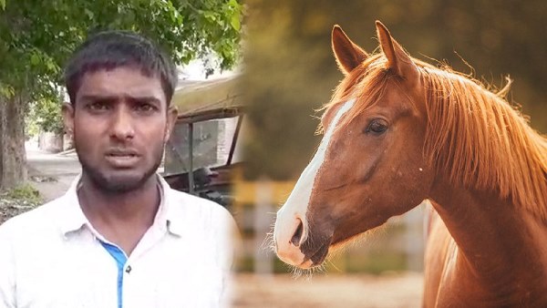 Watch Video: The Mares owner killed a horse | bareilly news in Hindi Watch Video: The Mares owner killed a horse | bareilly news in Hindi
