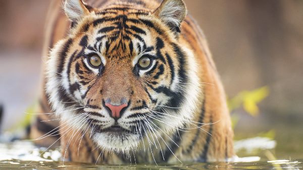 Madhya Pradesh again got the status of First Tiger State, know why? Madhya Pradesh again got the status of First Tiger State, know why?