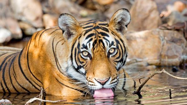 Madhya Pradesh again got the status of First Tiger State, know why? Madhya Pradesh again got the status of First Tiger State, know why?
