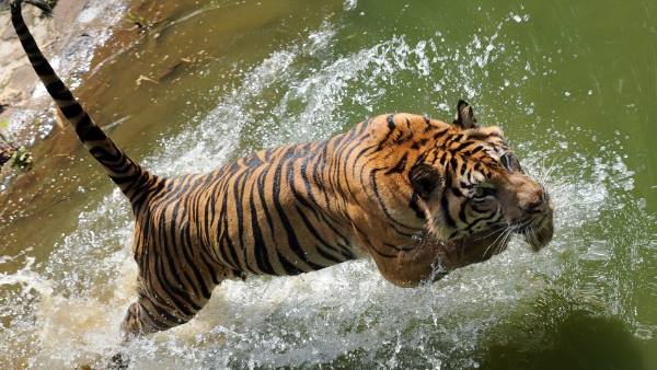 Madhya Pradesh again got the status of First Tiger State, know why? Madhya Pradesh again got the status of First Tiger State, know why?