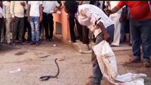 snake catcher bitten by poisonous snake snake catcher bitten by poisonous snake