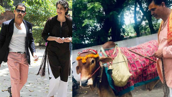 गाय वाड्रा की कार के पास गई, सहलाया और कहा हेलो डार्लिंग, हेलो बेबी