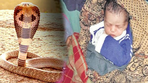 Woman Gave Birth a Male Child After Snake biting in Dewas MP Woman Gave Birth a Male Child After Snake biting in Dewas MP