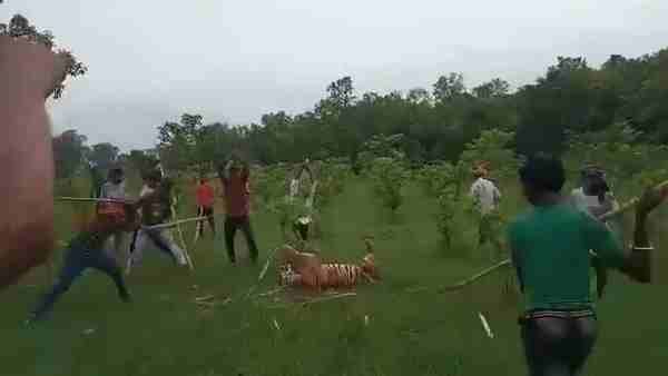 बाघ को पीट पीटकर मार डाला