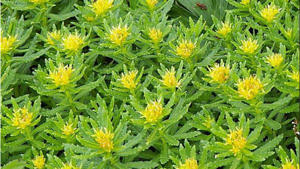 In Address to Nation PM Modi Talk about Plant Rhodiol In Ladakh, called sanjeevani In Address to Nation PM Modi Talk about Plant Rhodiol In Ladakh, called sanjeevani