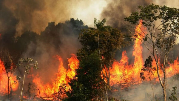 What is The Reason Behind Amazon Rainforest Fire? What is The Reason Behind Amazon Rainforest Fire?