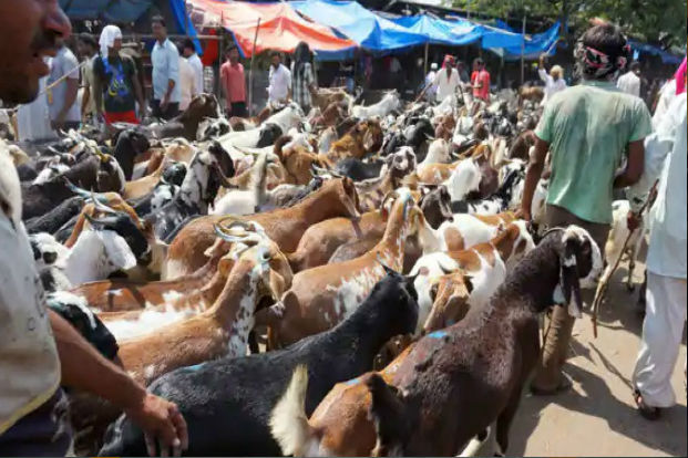 Bombay HC has banned slaughter of animals in private flats & Housing societies. Over 7,000 permits were issued for Bakrid Sacrifice by BMC Bombay HC has banned slaughter of animals in private flats & Housing societies. Over 7,000 permits were issued for Bakrid Sacrifice by BMC