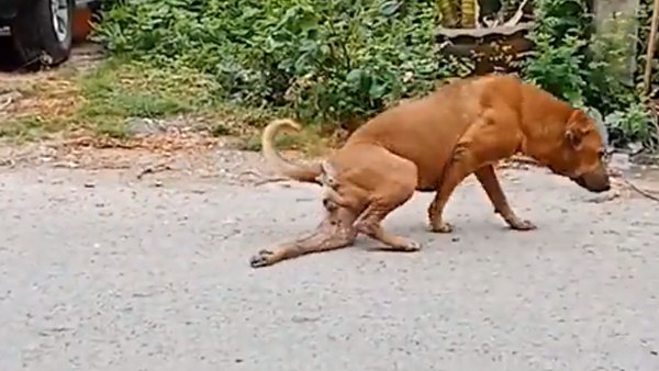 टांग टूटे होने की जबर एक्टिंग करता है यह चालाक कुत्ता