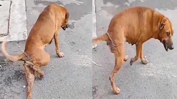 खाना मिलते ही लगाता है दौड़