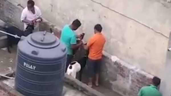 Goats fed beer before bakrid video goes viral Goats fed beer before bakrid video goes viral