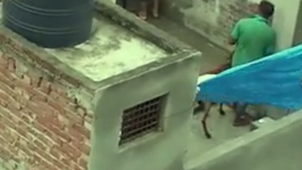 Goats fed beer before bakrid video goes viral Goats fed beer before bakrid video goes viral