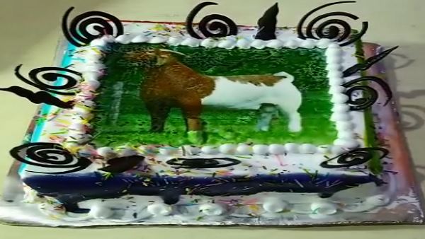 This muslim family celebrate eco friendly bakrid by cutting cakes This muslim family celebrate eco friendly bakrid by cutting cakes