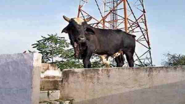 Bull jumped below the fifth floor Bull jumped below the fifth floor