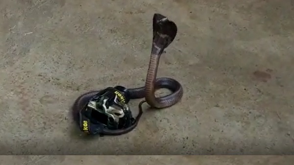 Cobra caught By camera on photography day in sagar Video Viral Cobra caught By camera on photography day in sagar Video Viral
