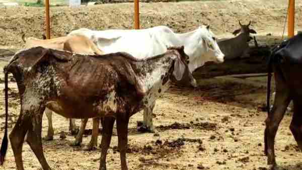 गायों को 7 बजे दिया जाता था चारा