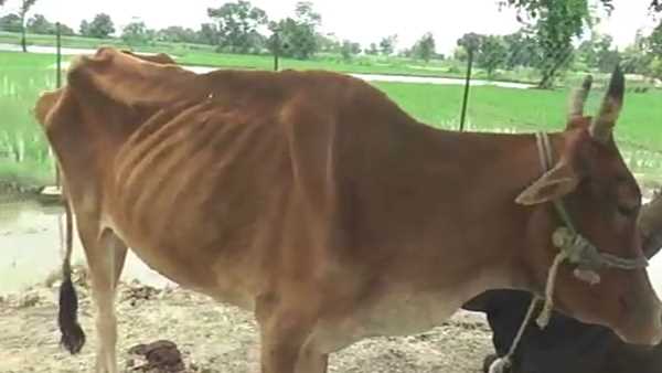 no proper care of cows in gaushala, 20 died no proper care of cows in gaushala, 20 died