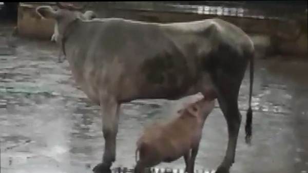 cow feeding a pig with her milk, viral video cow feeding a pig with her milk, viral video