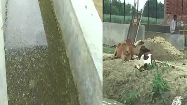 no proper care of cows in gaushala, 20 died no proper care of cows in gaushala, 20 died